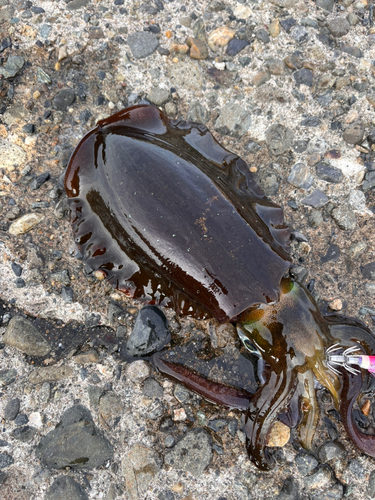 アオリイカの釣果