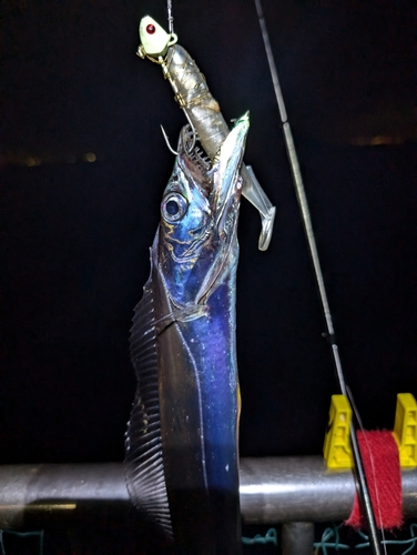 タチウオの釣果