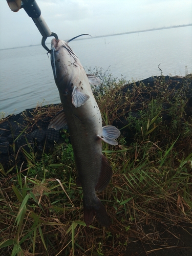 アメリカナマズの釣果