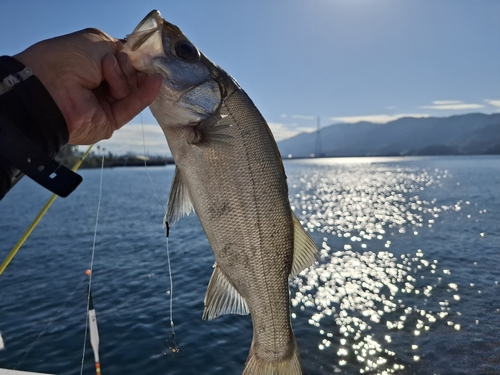 セイゴ（ヒラスズキ）の釣果