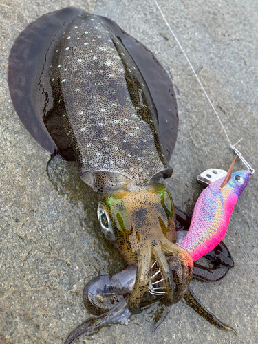 アオリイカの釣果