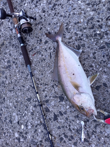 ショゴの釣果