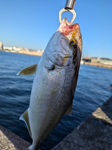 ネリゴの釣果