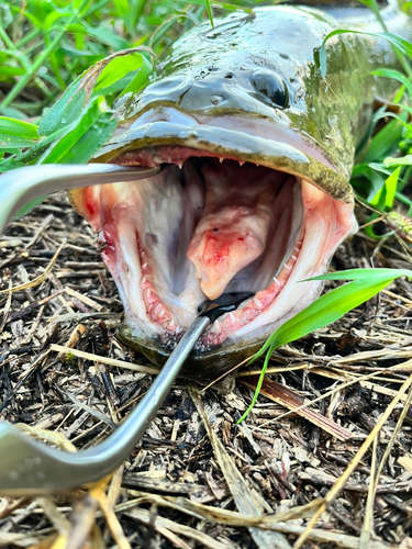 ライギョの釣果