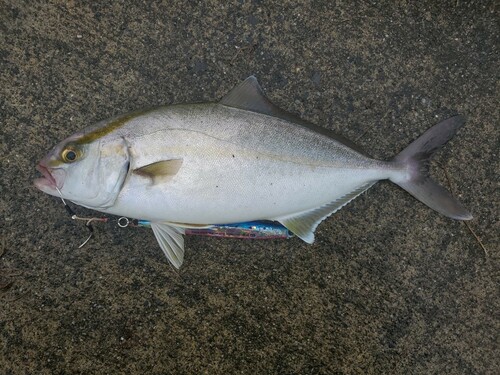 ショゴの釣果