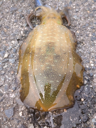 アオリイカの釣果