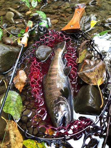 ヤマメの釣果