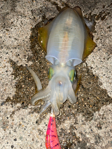 アオリイカの釣果