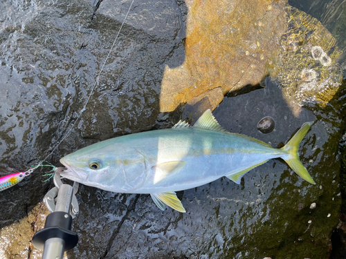 ハマチの釣果