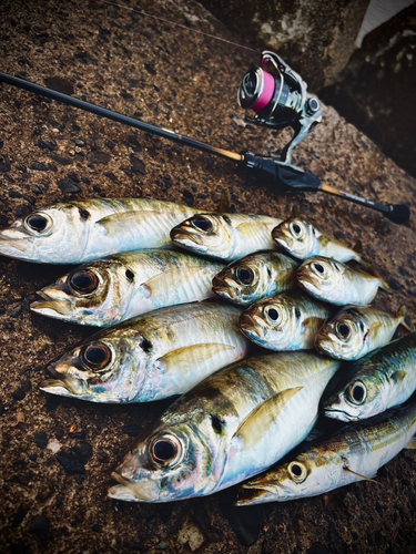 アジの釣果