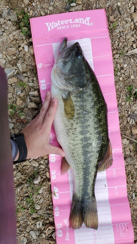 ブラックバスの釣果