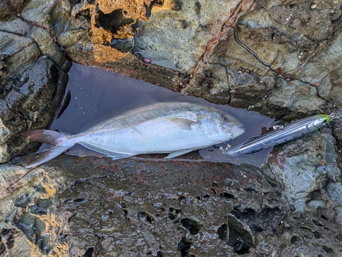 ショゴの釣果