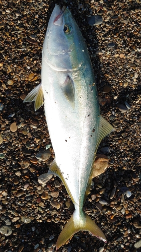 イナダの釣果