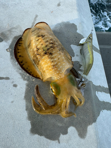 アオリイカの釣果