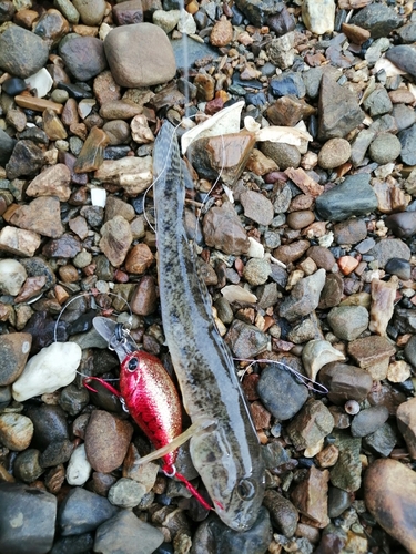 奥浜名湖