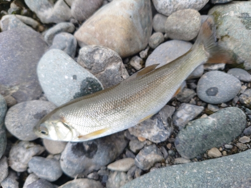 ウグイの釣果