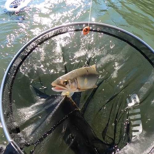 アユの釣果