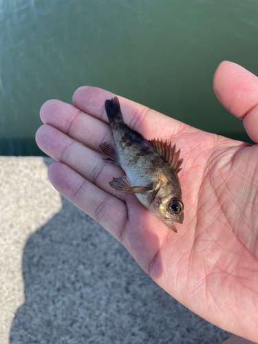 シロメバルの釣果