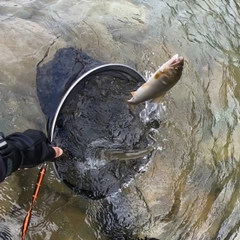 アユの釣果