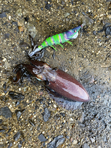 アオリイカの釣果