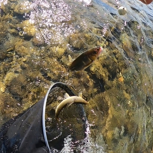 アユの釣果