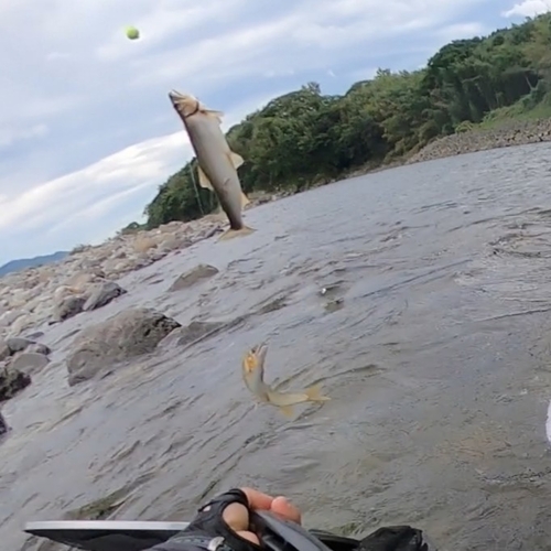 アユの釣果