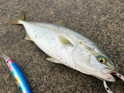 ワカシの釣果