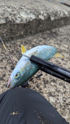 ワカシの釣果