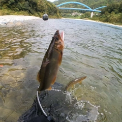 アユの釣果