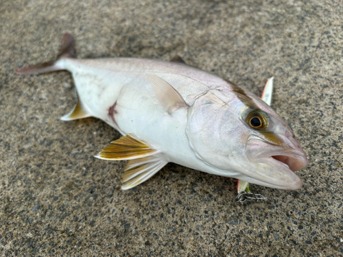 ショゴの釣果