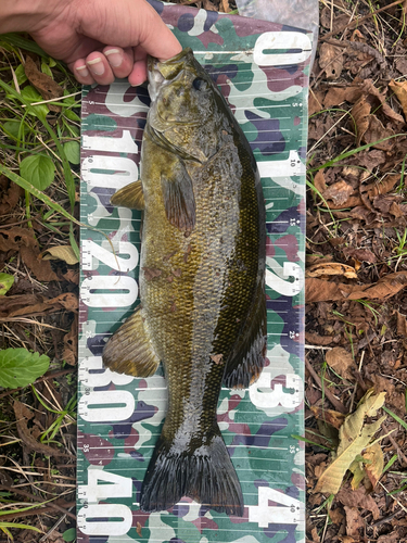 スモールマウスバスの釣果