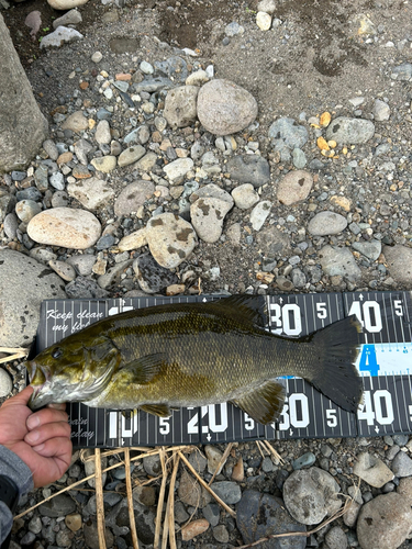 スモールマウスバスの釣果