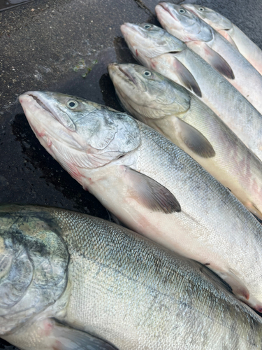 サケの釣果