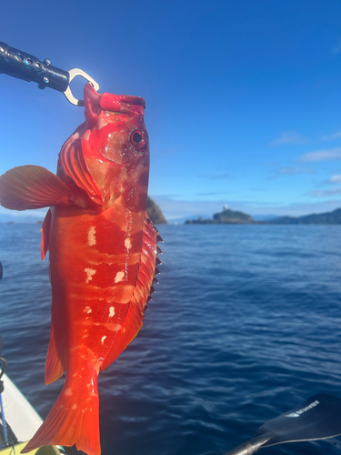 アカハタの釣果