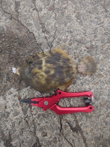 カワハギの釣果