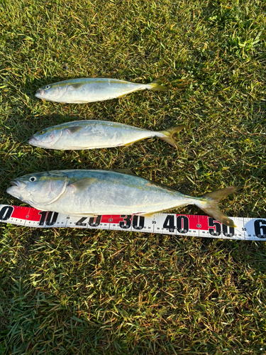 イナダの釣果