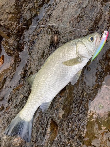 ヒラスズキの釣果