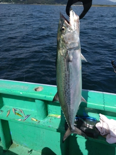 サゴシの釣果