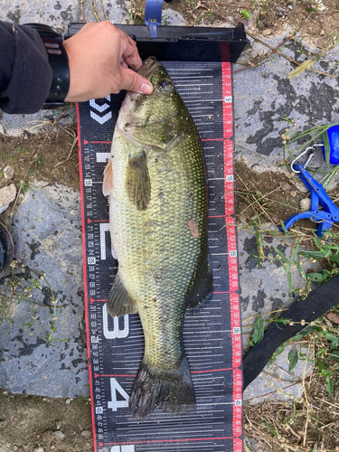 ブラックバスの釣果