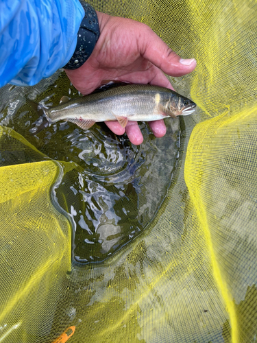 アユの釣果