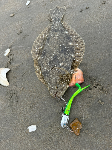 ソゲの釣果