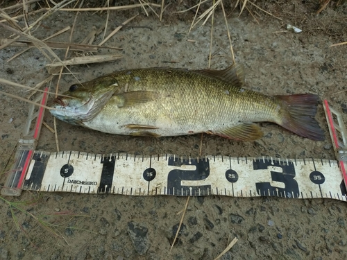 スモールマウスバスの釣果