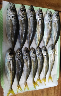 アジの釣果