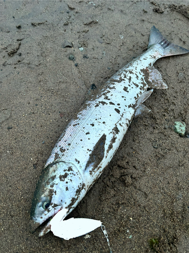 アキアジの釣果