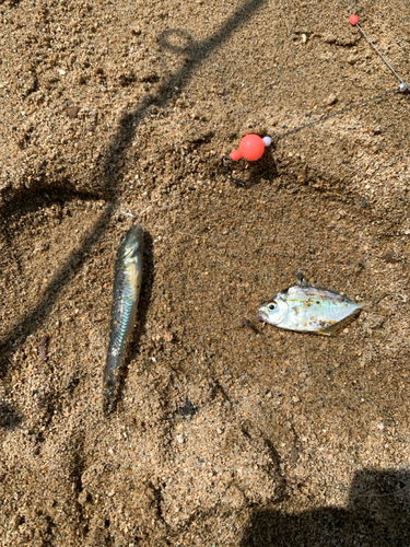 ハゼの釣果