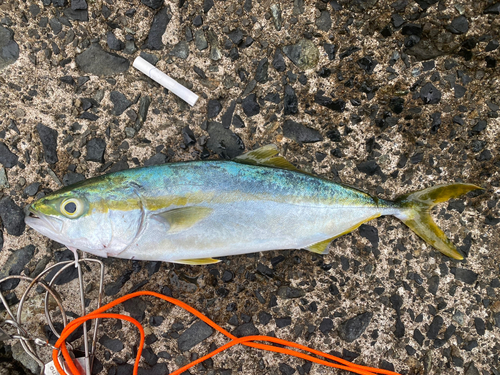 ツバスの釣果