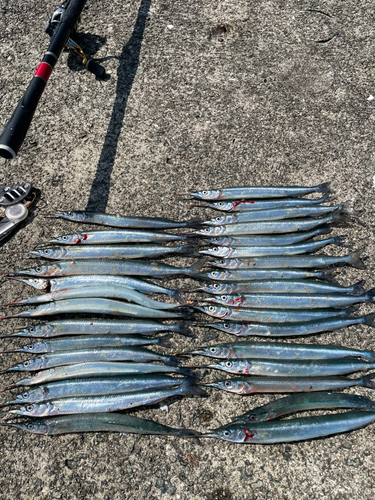 サヨリの釣果