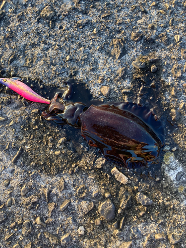 アオリイカの釣果