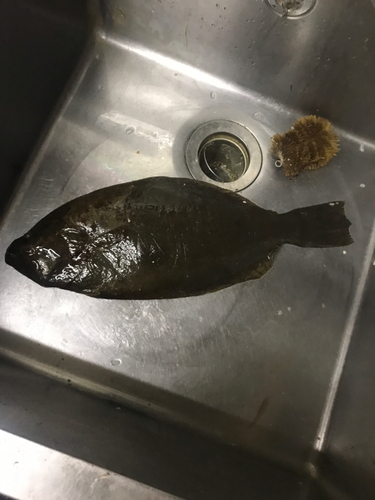 ヒラメの釣果