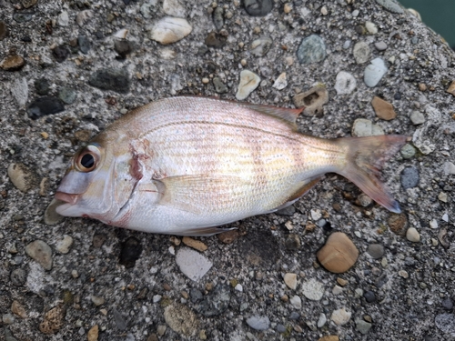 タイの釣果